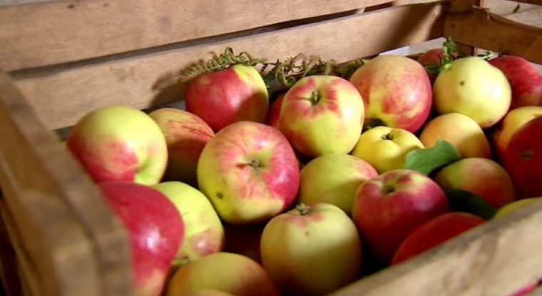 Если просто складывать яблоки в ящики, то велика вероятность порчи большого количества. Если одно начнет гнить – испортятся и все соседние