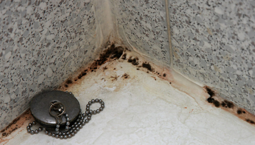 Часто плесень образуется в ванной комнате при повышенной влажности. Выход: установить теплый пол, проветривать помещение, разложить активированный уголь в углах